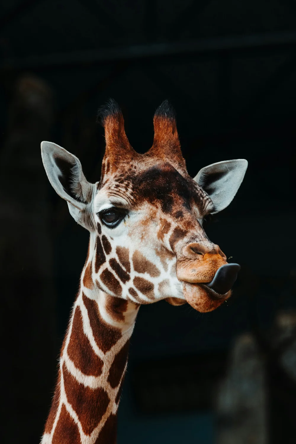 Girafe, photo d’illustration fournie par Christian