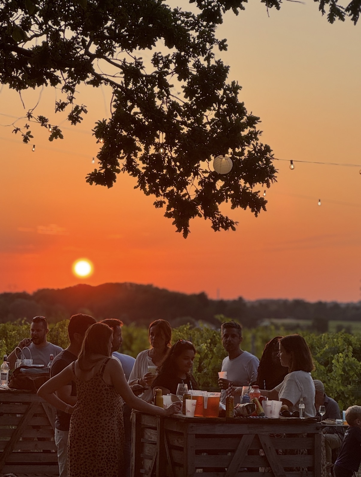 Dionysa Festival 2026 : le festival de la fin des vendanges dans les vignes à Bordeaux — illustration 3