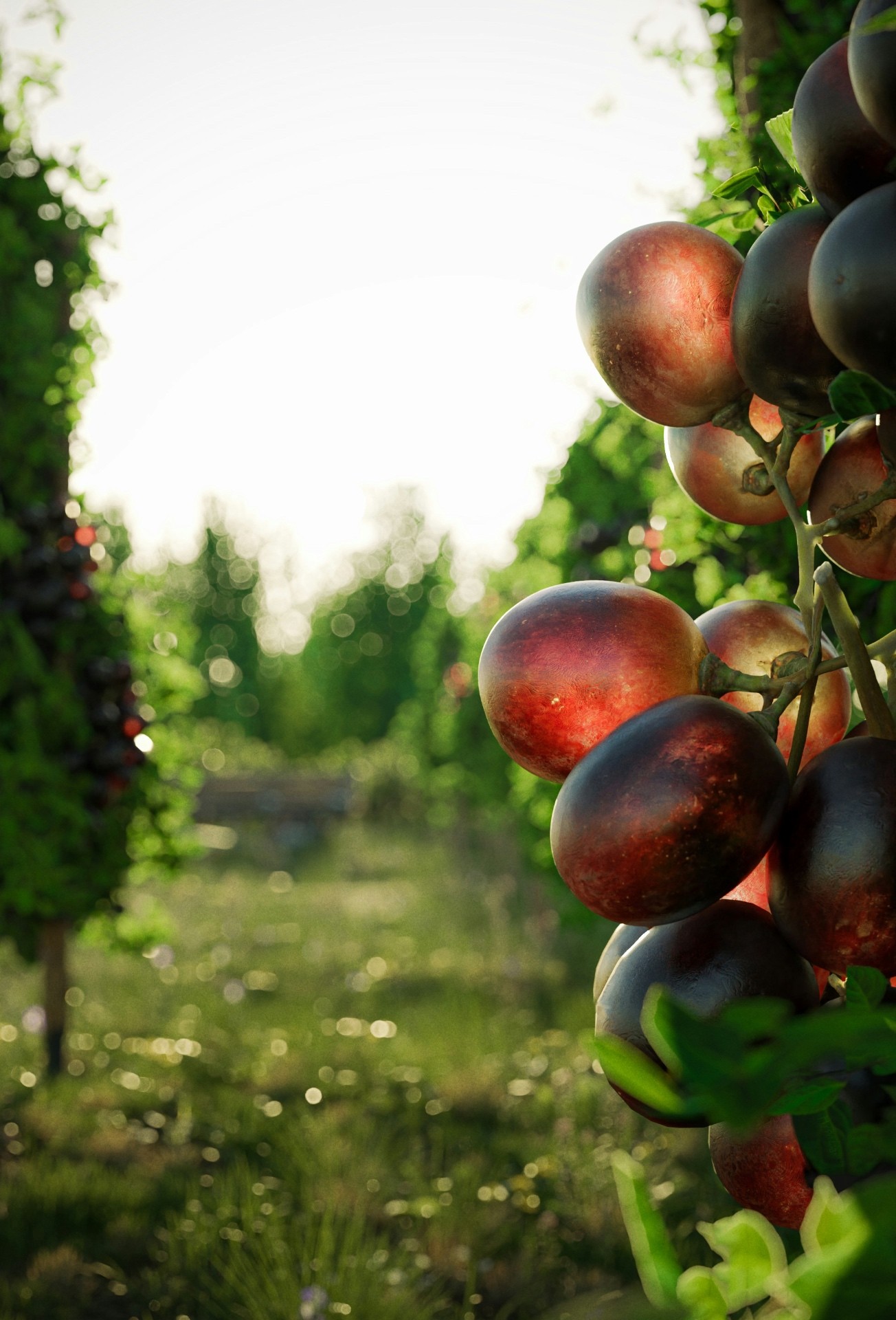 Grappes de raisin noir en contre-jour dans les vignes, feuillage vert et lumière dorée de fin de journée