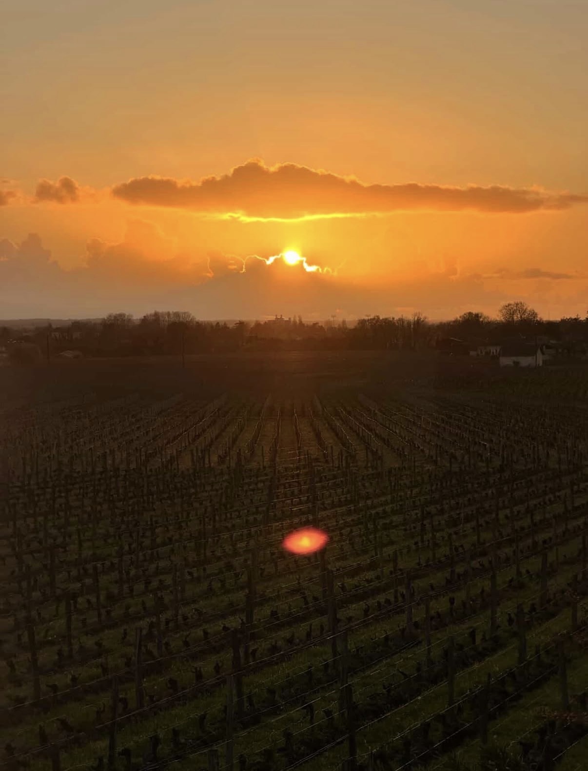 Coucher de soleil orangé sur des rangs de vigne