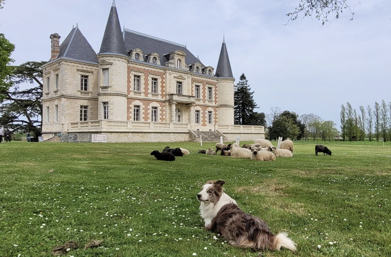 Concours national de chiens de berger au Château Lamothe-Bergeron : le week-end à ne pas manquer — illustration 1